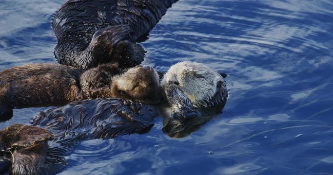 Slow motion, close-up shot of baby and mother sea otters in Morro Bay, California