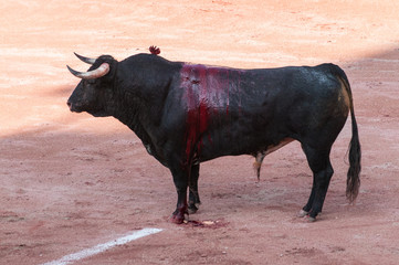 Verletzter Stier beim Stierkampf