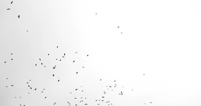 a flock of black crows flies from top to bottom on a white background