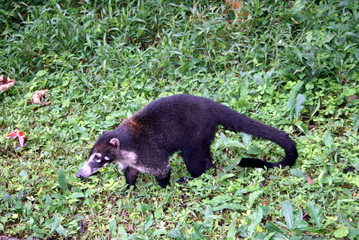 Coati