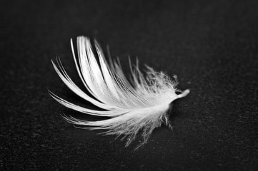 White feather on black background. Macro.
