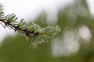 Branch from coniferous tree