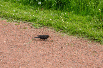 Black bird in park