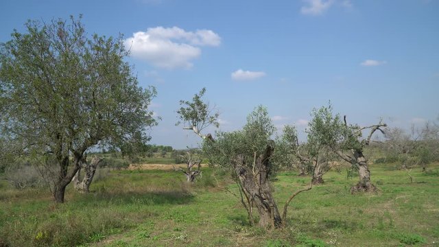 Campagna con ulivi