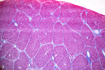 Tissue of Liver under the microscope for education in Laboratory physiology.