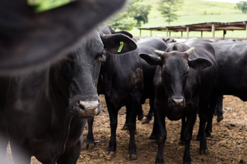 Obraz premium cows on farm