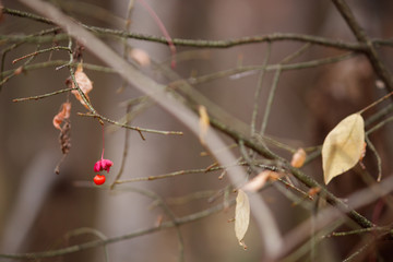 lone euonymus