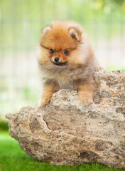 Pomeranian dog