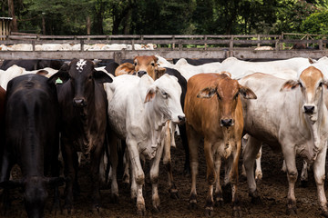 herd of cows