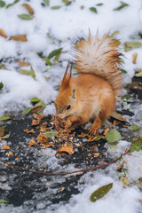 Squirrel eats nut on the park. Small rodent eats nuts. 