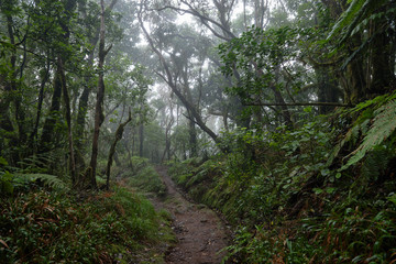 Beautiful forest on a rainy day.Hiking trail. Anaga Rural Park - ancient forest on Tenerife, Canary Islands.