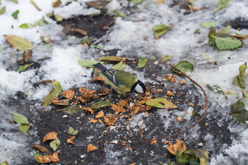 Tit eats nut on the ground.