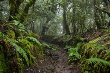 Beautiful forest on a rainy day.Hiking trail. Anaga Rural Park - ancient forest on Tenerife, Canary Islands.