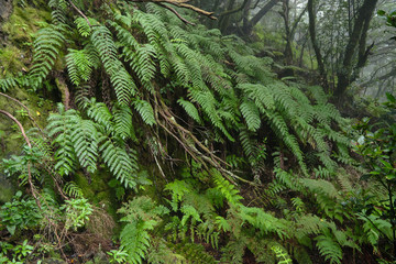 Beautiful forest on a rainy day.Hiking trail. Anaga Rural Park - ancient forest on Tenerife, Canary Islands.