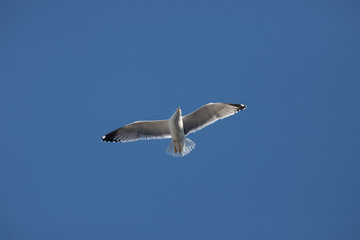 A flying seagull on the background of blue sky