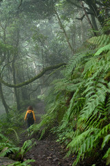 Beautiful forest on a rainy day.Hiking trail. Anaga Rural Park - ancient forest on Tenerife, Canary Islands.