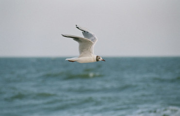 Fototapeta na wymiar Seagulls on the black sea