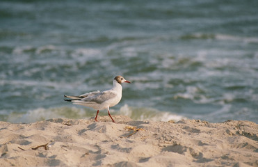 Seagulls on the black sea