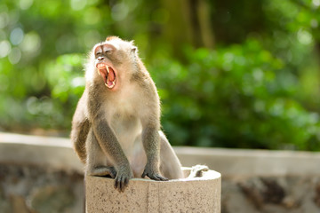 Long-tailed macaque monkeys roam free amongst the balinese Hindu temples of the sacred Ubud Forest in Bali, Indonesia.
