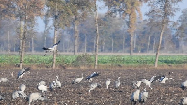 Common Cranes or Eurasian Cranes (Grus Grus) birds landing in a field where more cranes are resting and feeding in a field during migration