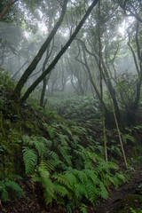 Beautiful forest on a rainy day.Hiking trail. Anaga Rural Park - ancient forest on Tenerife, Canary Islands.