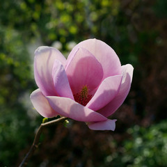 Magnolia Cleopatra
