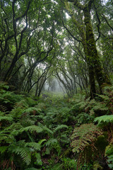 Beautiful forest on a rainy day.Hiking trail. Anaga Rural Park - ancient forest on Tenerife, Canary Islands.