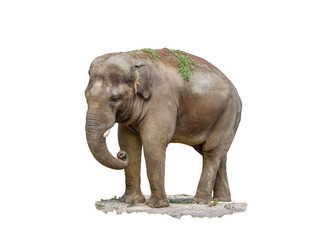 Fototapeta na wymiar big mammal animal elephant on a white background