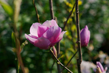 Magnolia Cleopatra