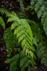 Beautiful forest on a rainy day.Hiking trail. Anaga Rural Park - ancient forest on Tenerife, Canary Islands.
