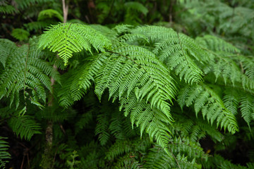 Beautiful forest on a rainy day.Hiking trail. Anaga Rural Park - ancient forest on Tenerife, Canary Islands.