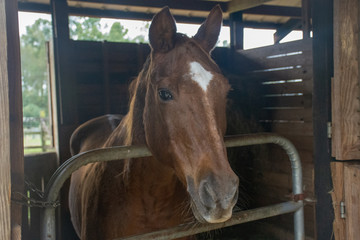 Horse in Stable