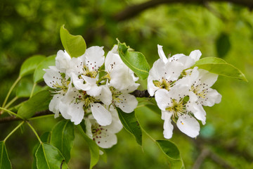 apple flowers