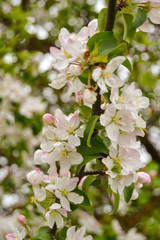 pear flowers