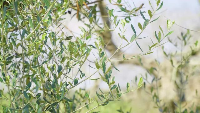Ramo di albero di ulivo al vento