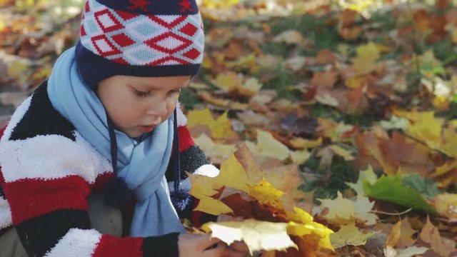 Rural, a small child plays in Park with autumn, yellow leaves, he collects leaves in bouquet and believes their