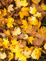 Yellow autumnal leaves as nature background.