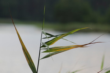 grasshopper on a blade of grass