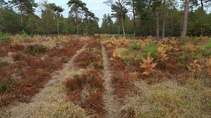 Sandy track through shriveled heath in Maasduinen National Park, Limburg, Netherlands