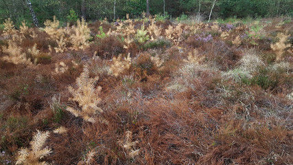 Shriveled heath in Maasduinen National Park, Limburg, Netherlands