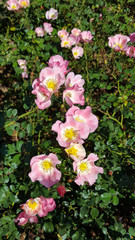 Flowers of Dog rose  (Rosa canina)