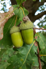 Acorns of Common oak (Quercus robur)