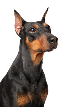 German Pinscher faithfully watching