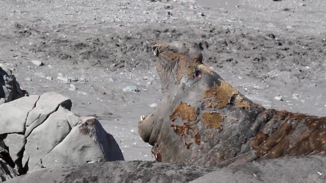 Elephant Seals snort Elephant Seals snort from Antarctica