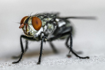 The fly...