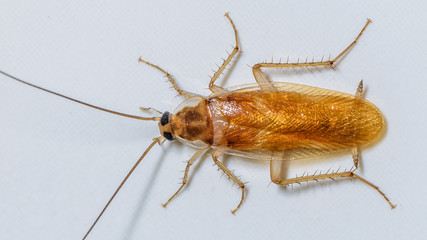 Just your friendly home roach :)