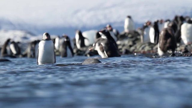 Gentoo penguins in the water Gentoo penguins in the water of Antarctica