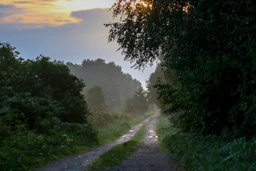 Puddles on the country woods road in foggy morning.
