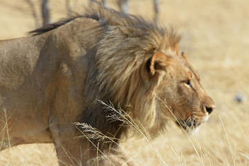 Mähnenlöwe (panthera leo) im Etosha Nationalpark (Namibia)