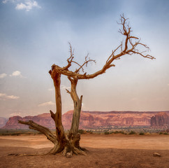 single dead tree in Monument Valley with red rock mesa behind under a blue sky